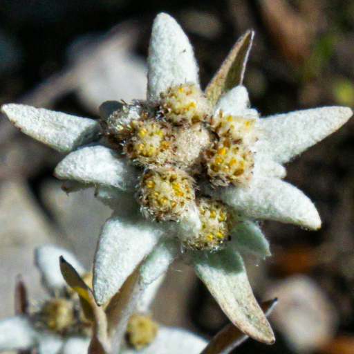 Edelweiss icon