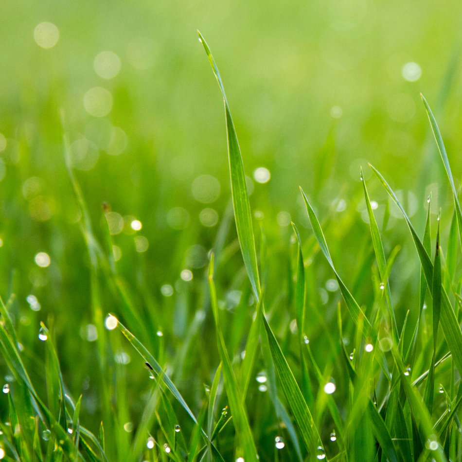 GrassLand icon