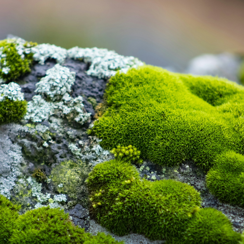 MossNet icon